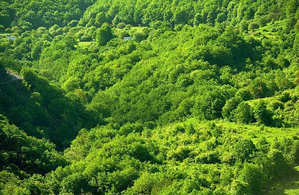 جنگل های ارسباران- عکس جنگل های ارسباران- مسیر جنگل ارسباران