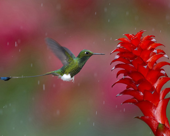 عکس طبیعت باران گل پرنده
