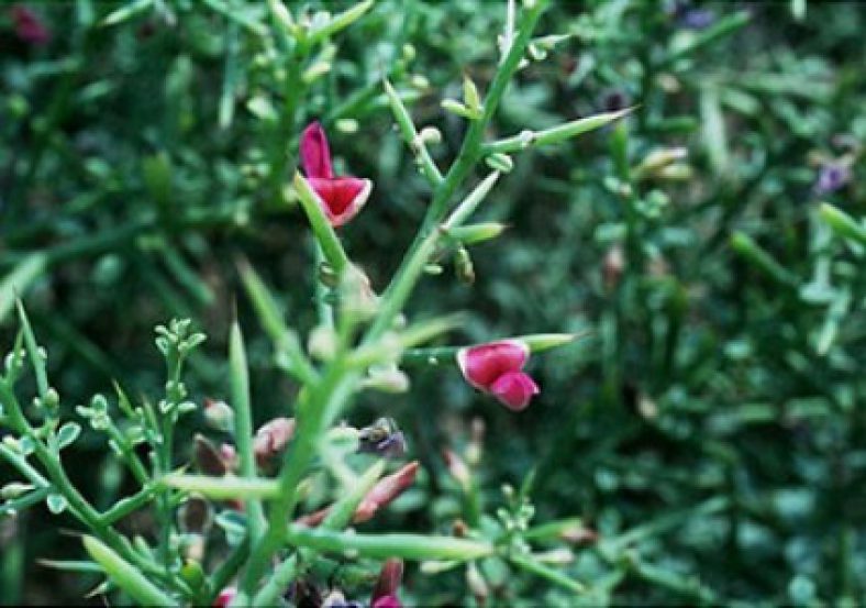 خواص عرق خارشتر