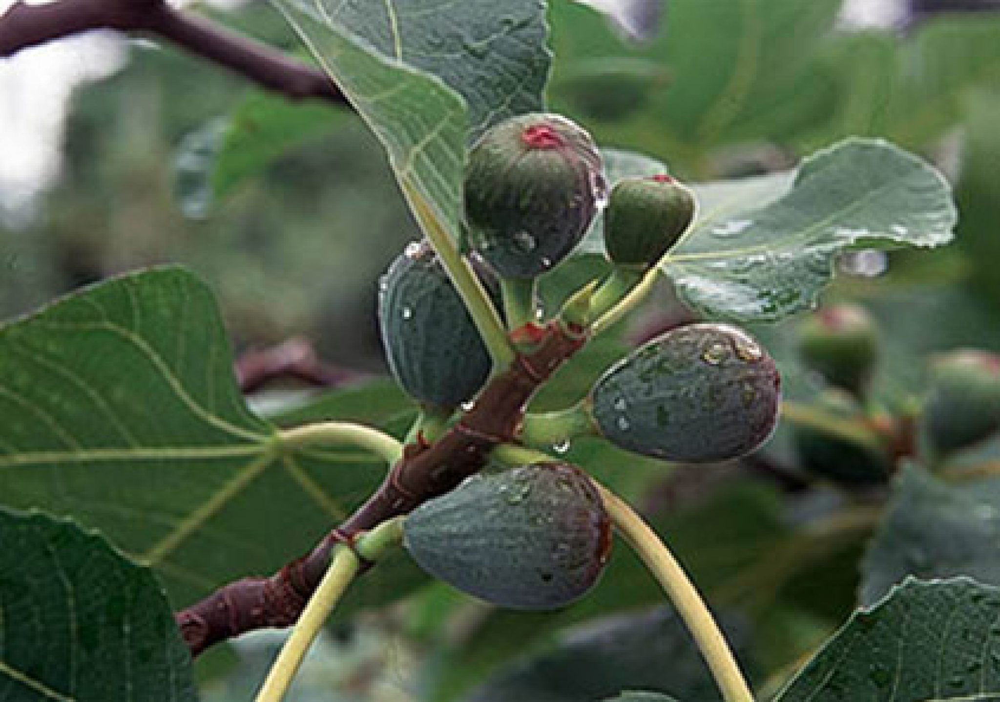 Инжир обработка. Болезни фигового дерева. Вирусная мозаика инжира. Вредители инжира. Инжир panache.