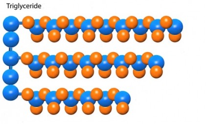 دلیل افزایش تری گلیسیرید خون چیست؟ - ستاره