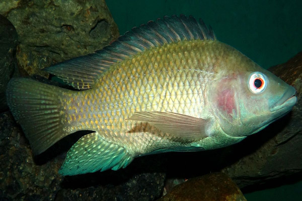  ماهی تیلاپیا