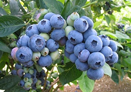 آیا میوه بلوبری را می شناسید؟