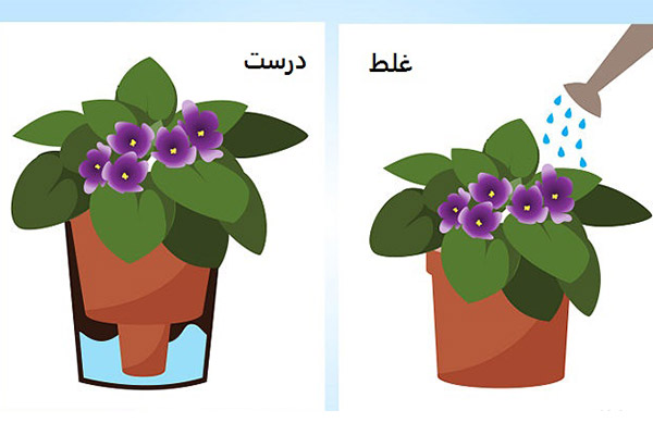 آبیاری بنفشه آفریقایی 