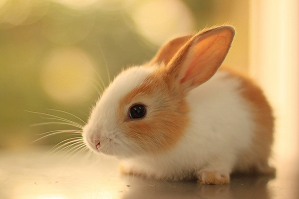 عکس خرگوش