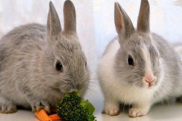 تغذیه خرگوش - نگهداری خرگوش در خانه