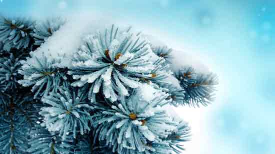 عکس زمستانی درخت کاج