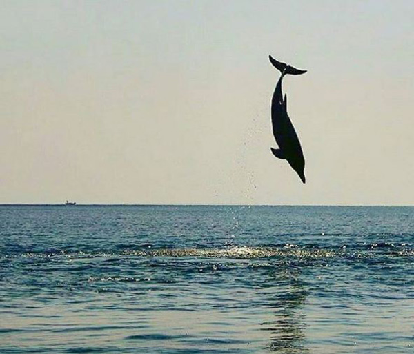 جزیره هنگام، ملاقات با دلفین ها