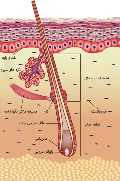 به جای رنگ‌های شیمیایی؛ رنگ کردن مو با دارچین را امتحان کنید!