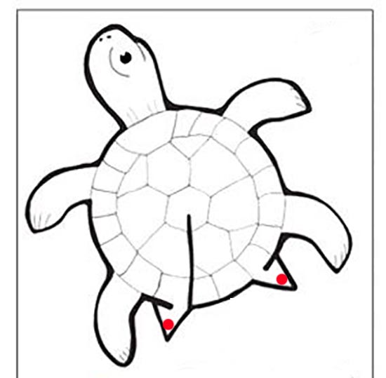 الگوی کاردستی لاکپشت