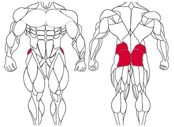 آموزش حرکات بدنسازی با تصاویر متحرک - نقشه عضلات بدن