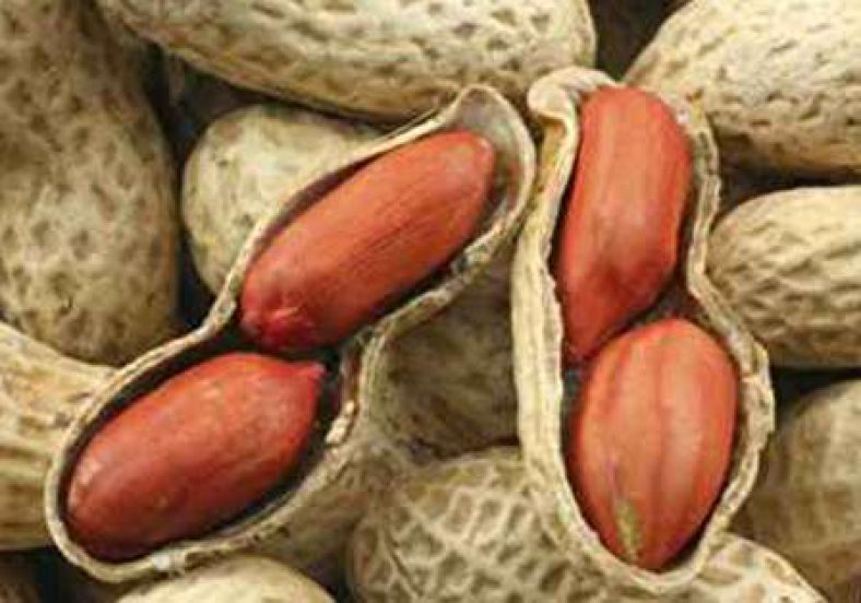 درمان کبد چرب با بادام‌ زمینی