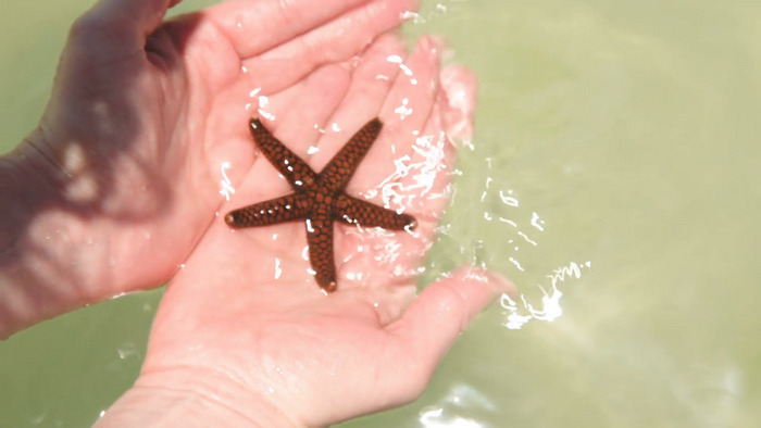 ستاره دریایی در کجا زندگی می کند؟