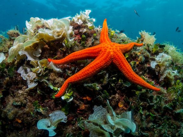 ستاره دریایی در کجا زندگی می کند؟