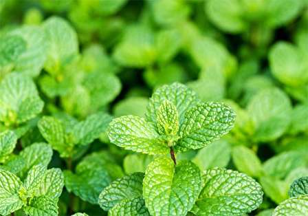 ماسک نعنا برای پاکسازی پوست و درمان جوشها