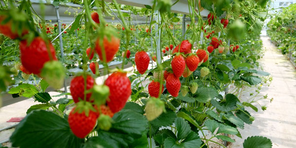 امروزه توت‌فرنگی را به صورت گلخانه‌ای پرورش می‌دهند و وارد بازار می‌کنند.