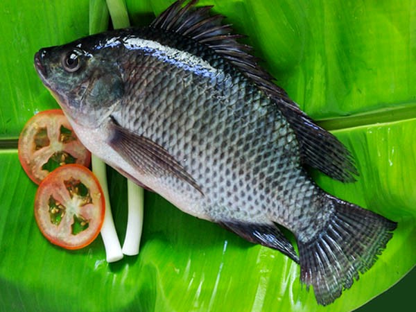  ماهی تیلاپیا 