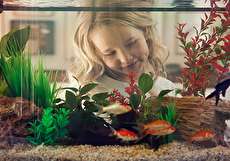 تزئین داخل آکواریوم؛ نکات و ایدهها