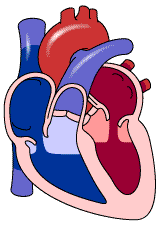 دریچه‌های قلب چگونه کار می‌کنند؟