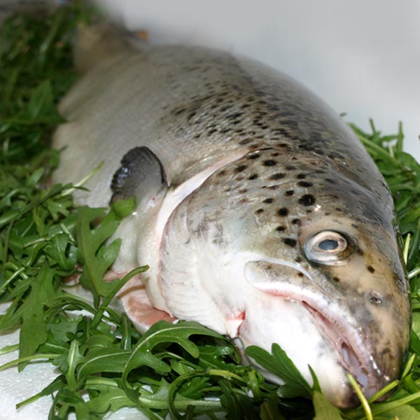 مصرف ماهی سالمون می‌تواند پوست را انعطاف پذیر و درخشان نماید.