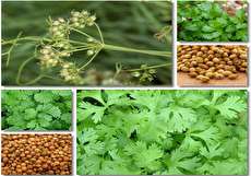 مصرف گشنیز در بارداری و عوارض آن
