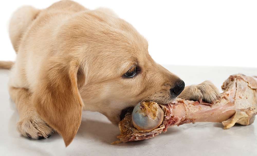 انتخاب غذای توله سگ با رعایت ۱۰ نکته کلیدی
