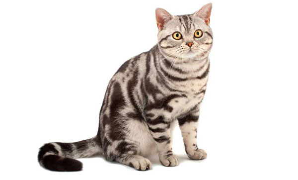 انواع نژاد گربه - گربه مو کوتاه آمریکایی