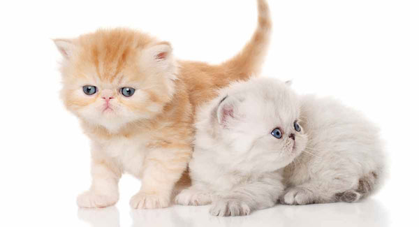 انواع نژاد گربه - گربه اگزوتیک
