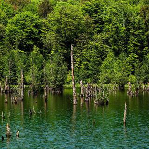 بازمانده‌ی تنه‌ی درختان در دریاچه ارواح