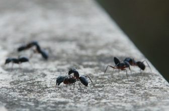 از بین بردن مورچه در خاک گلدان