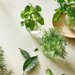 عرق رازیانه برای باردار شدن