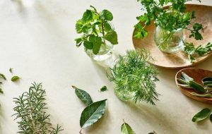 عرق رازیانه برای باردار شدن