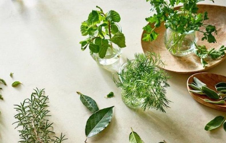 عرق رازیانه برای باردار شدن