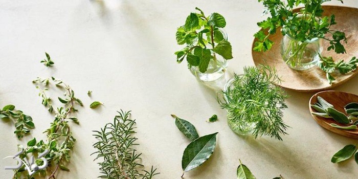 عرق رازیانه برای باردار شدن عرق رازیانه برای باردار شدن