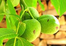 روش خشک کردن گردو سبز