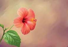 نگهداری از گل ختمی چینی به روش صحیح