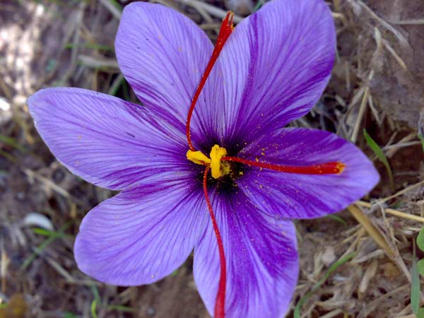بو کردن گل زعفران به افراد مبتلا به مننژیت توصیه می‌شود.