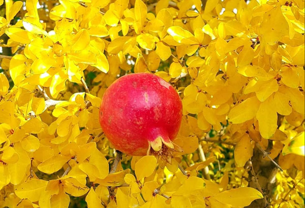 توصیه‌های جالب معصومین درباره میوه‌ها: انار سرور میوه ها
