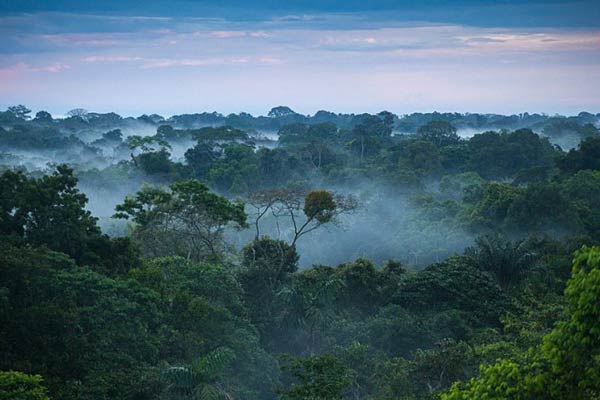 عکس جنگلهای بارانی آمازون
