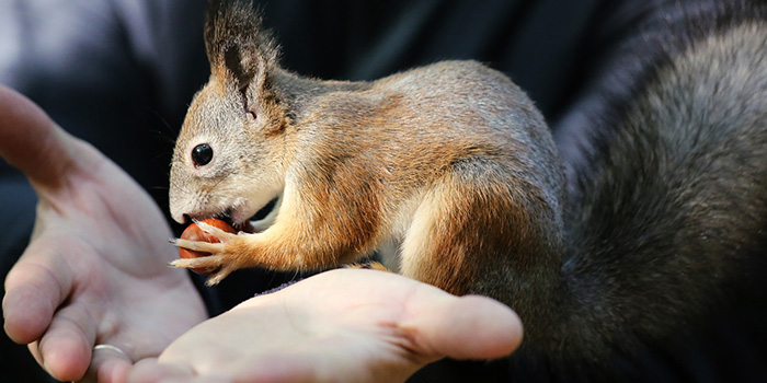 غذای سنجاب چیست