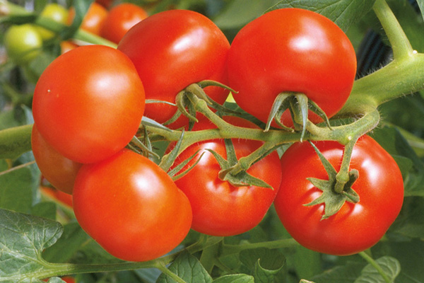 خواص گوجه فرنگی برای کودکان 