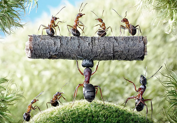 انشا در مورد دیدن یک مورچه که بار می‌کشد: مورچه‌های خوشحال