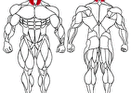 معرفی حرکات ورزشی و تمرینی گردن (Neck)