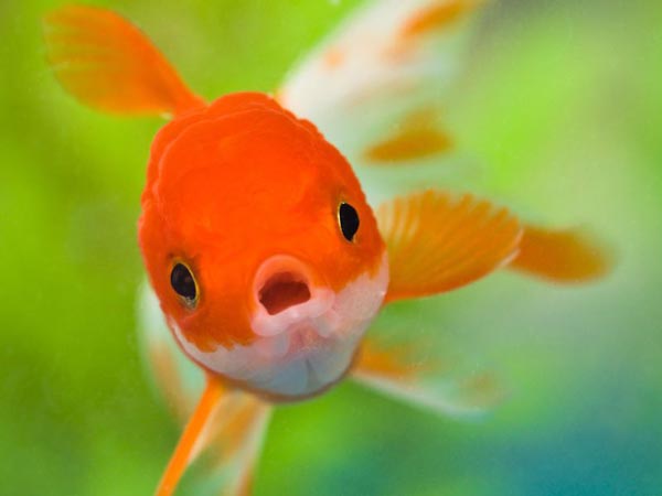 ماهی قرمز عید نوروز