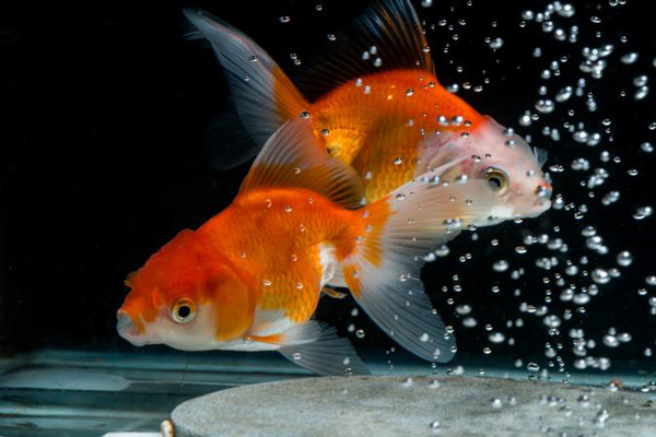 نکات نگهداری از ماهی قرمز عید نوروز - شناخت بیماری‌های ماهی