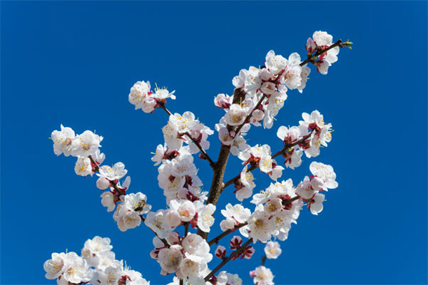 شکوفه های سفید