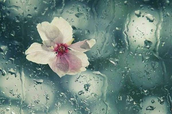 عکس عاشقانه باران شیشه گل
