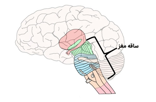 ساقه مغز بخشی از دستگاه عصبی