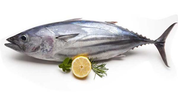 عکس ماهی تن- مواد غذایی پروتئین دار