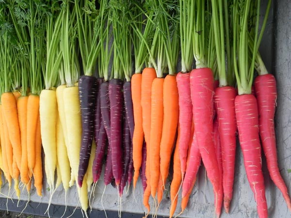 هویج به رنگ های مختلف